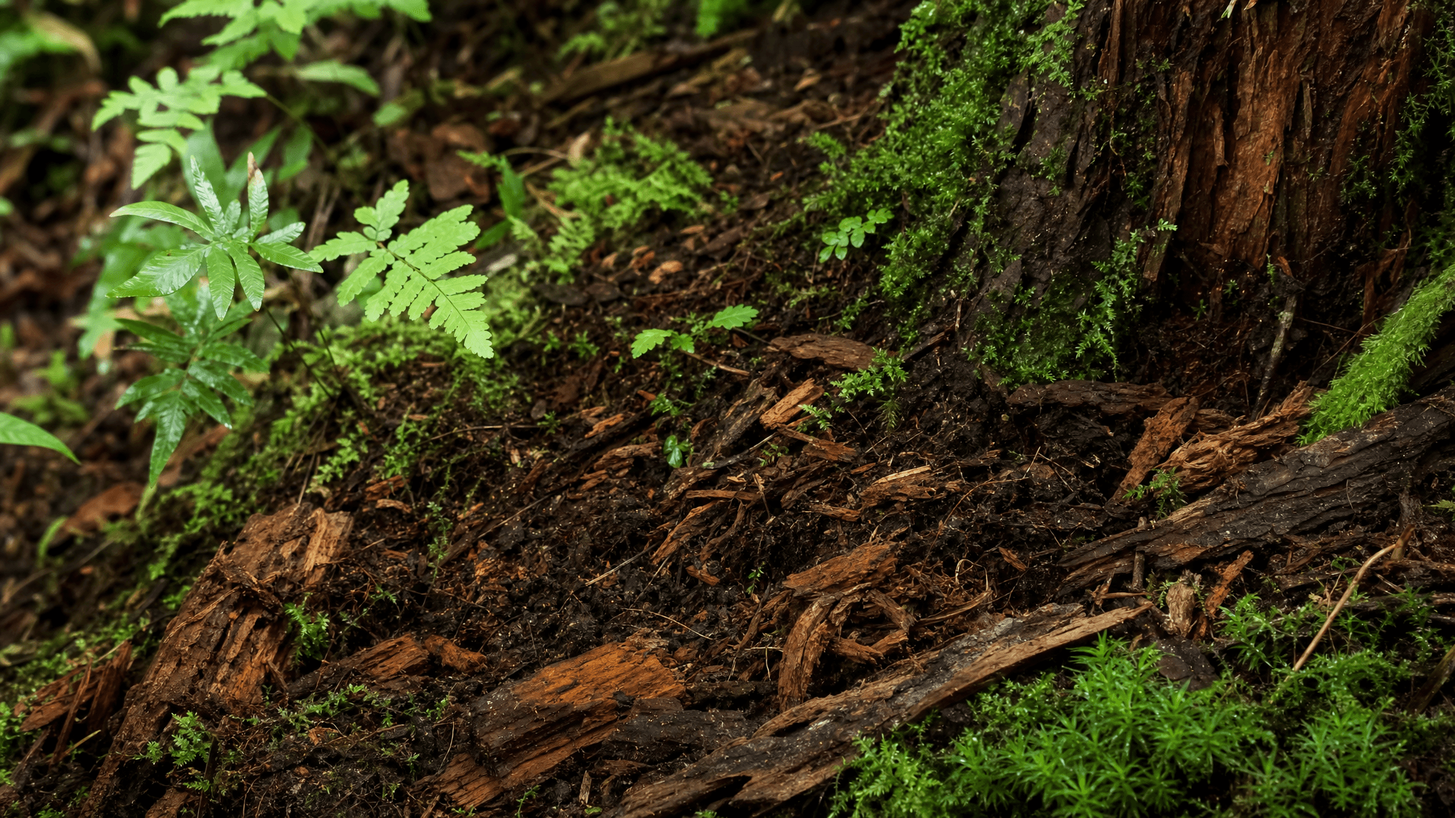 Rich reddish-brown natural mulch from decomposing wood and bark on the forest floor at Wesley Woods