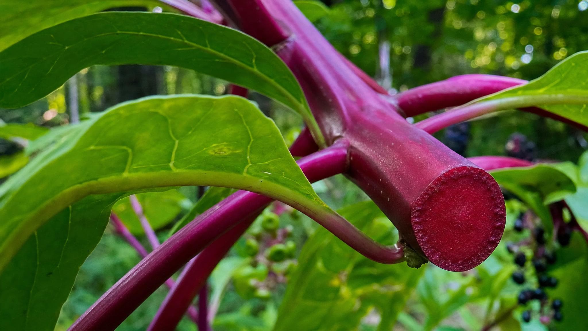 Pokeweed plant with vivid red-purple stems and broad green leaves growing at the Foundation restoration property