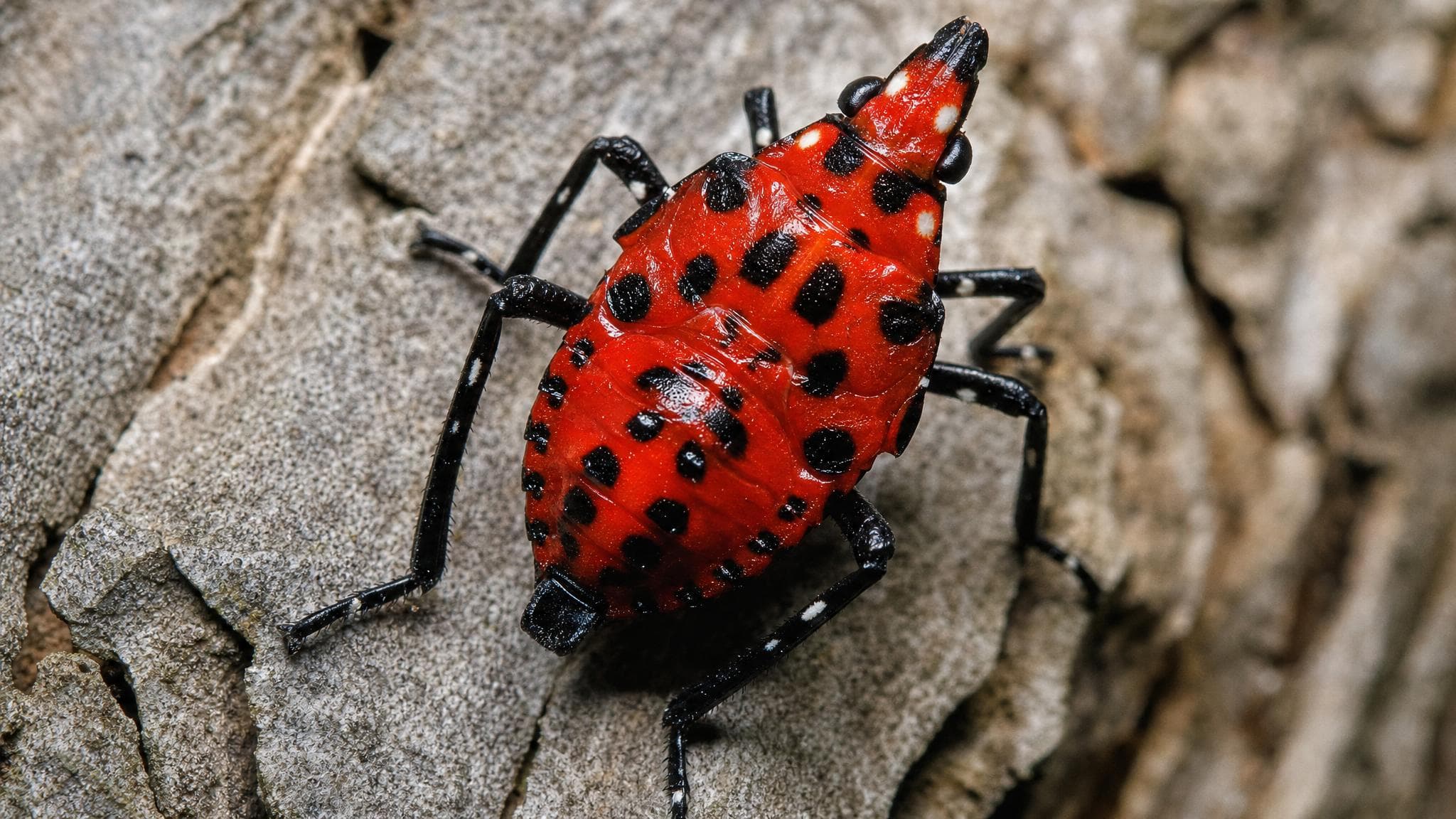 Spotted Lanternfly fourth-instar nymph on tree bark — red body with black spots and distinctive white markings