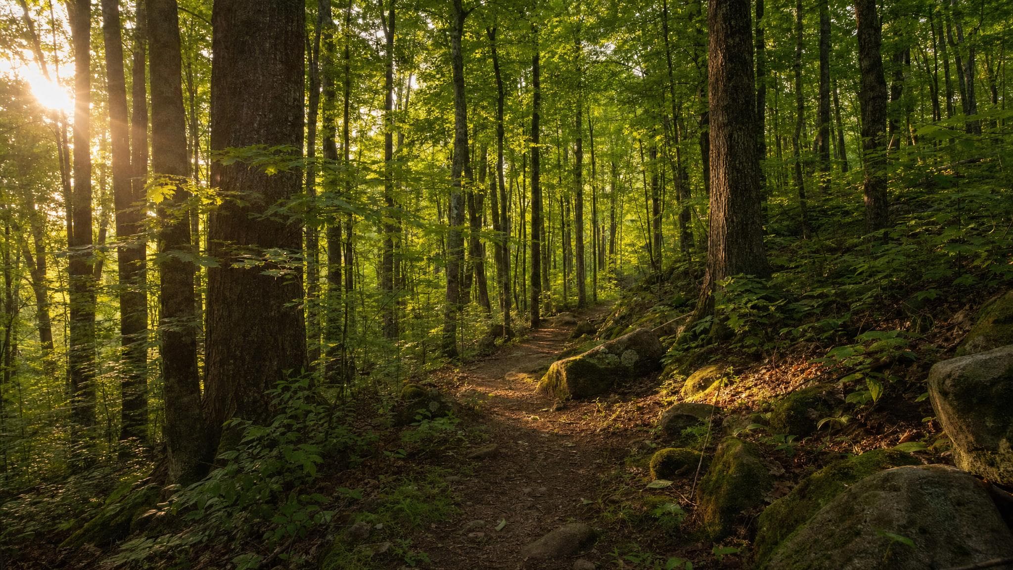 Peaceful woodland path through tall Sugar Maple trees at Wesley Woods in Strongsville, Ohio — the heart of the Wesley Stump Family Foundation restoration project