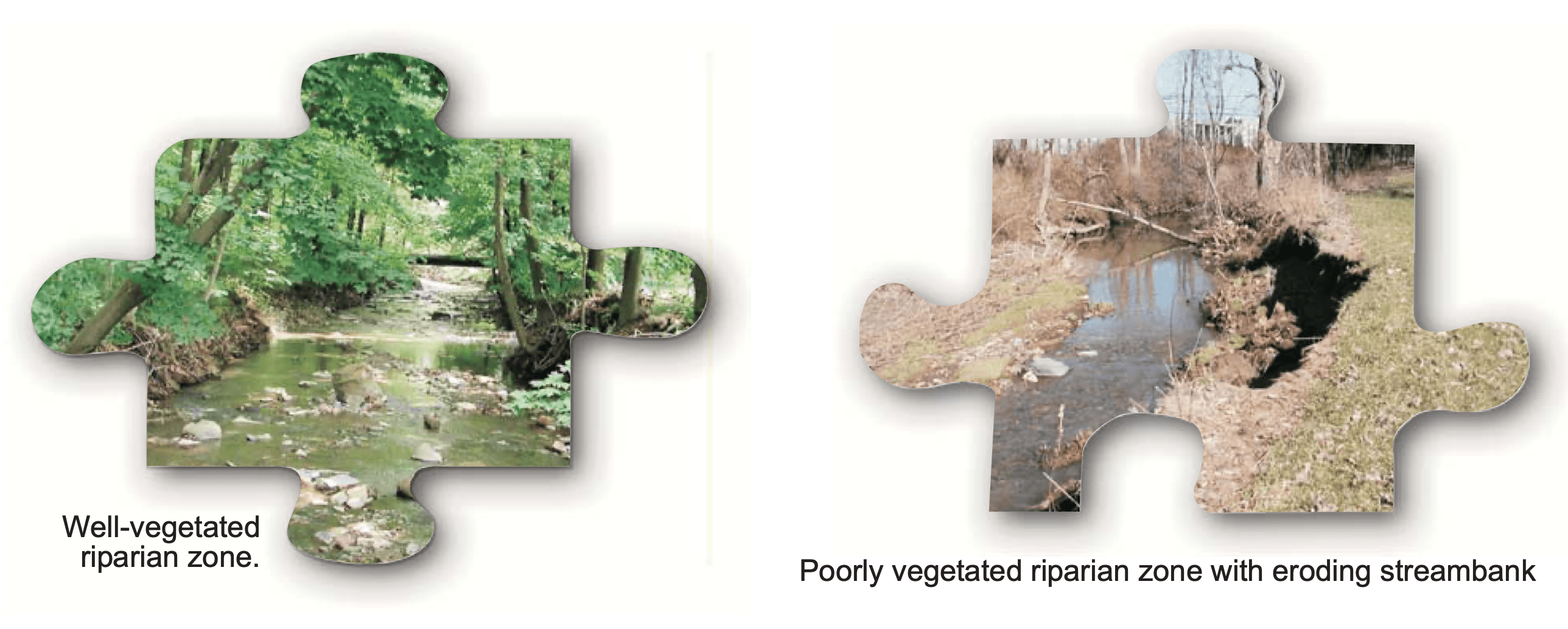 Riparian comparison: well-vegetated vs poorly vegetated streambanks