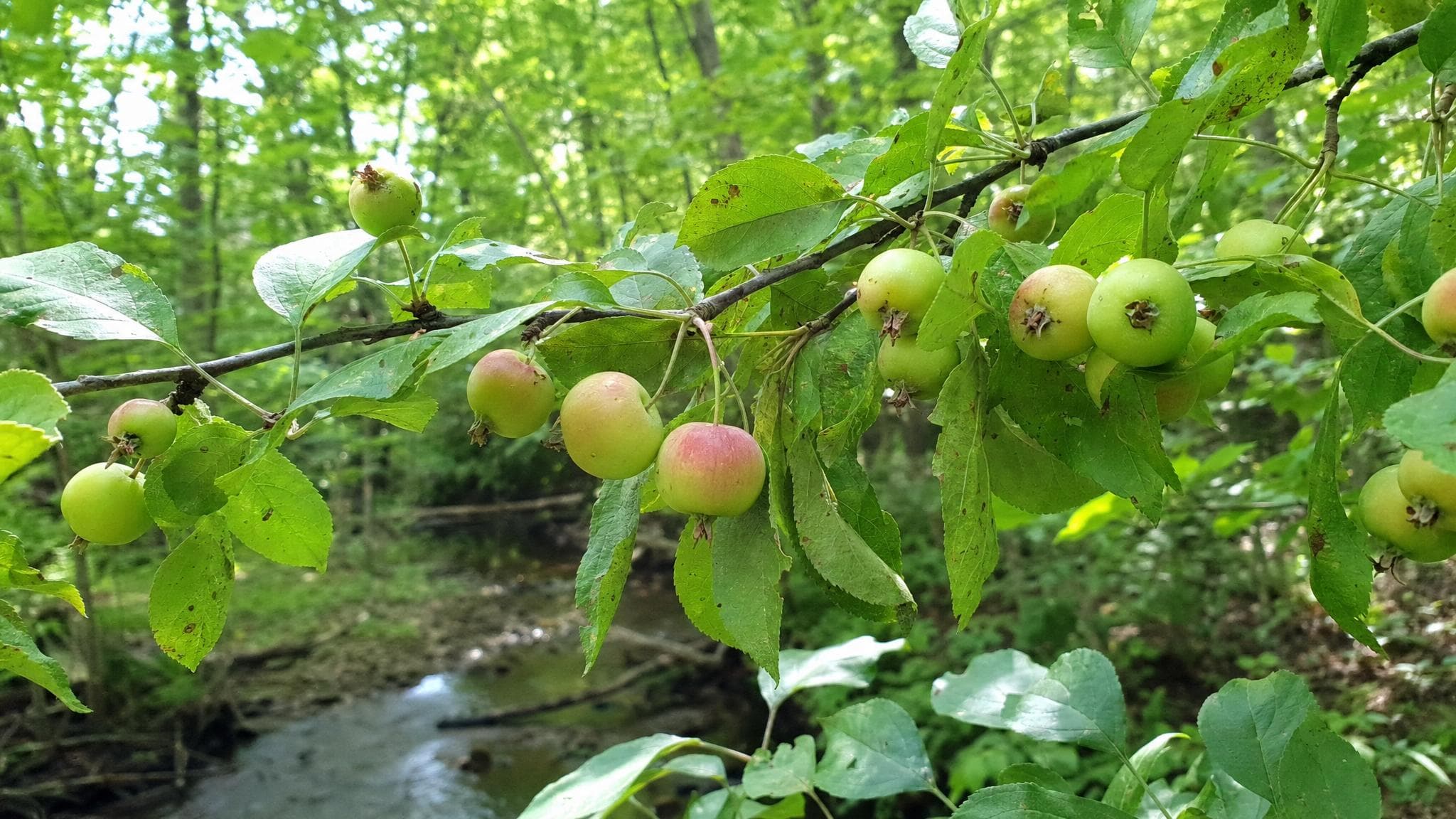 Wild green crab apple trees near the creek at the Foundation restoration property in Strongsville