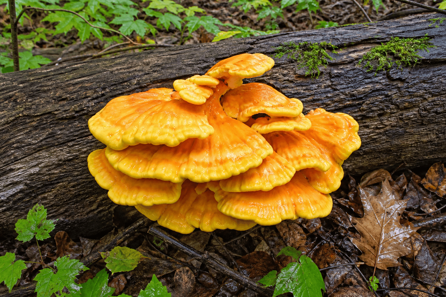 Chicken of the woods orange shelf mushroom on oak log in Wesley Woods maple leaf litter