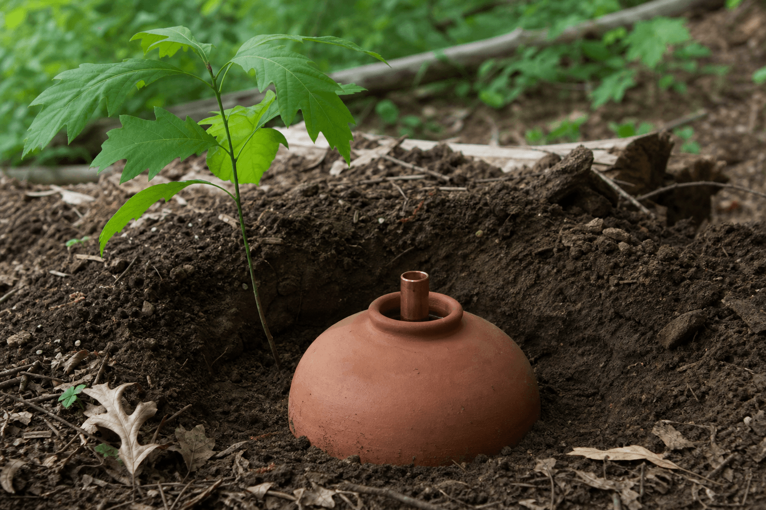 Clay wash bowl irrigation vessel with copper fitting buried at base of young tree in Ohio woodland