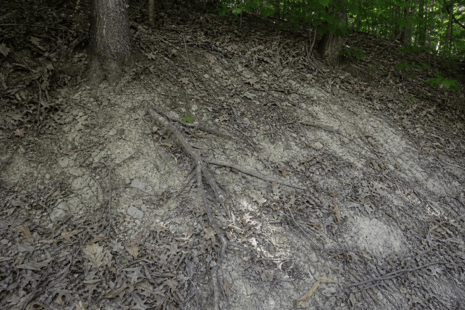 Dry leaf litter and pale mineral soil on a wooded Mill Hollow slope in summer