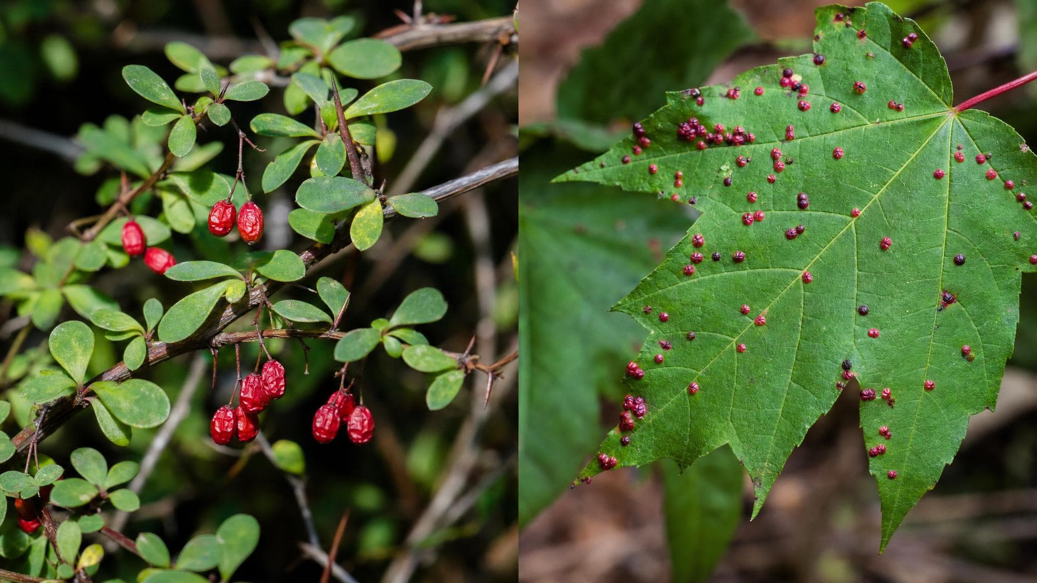Japanese barberry with deflated red berries and thorns alongside a Sugar Maple leaf covered in vivid red bladder gall spots at Wesley Woods in Strongsville