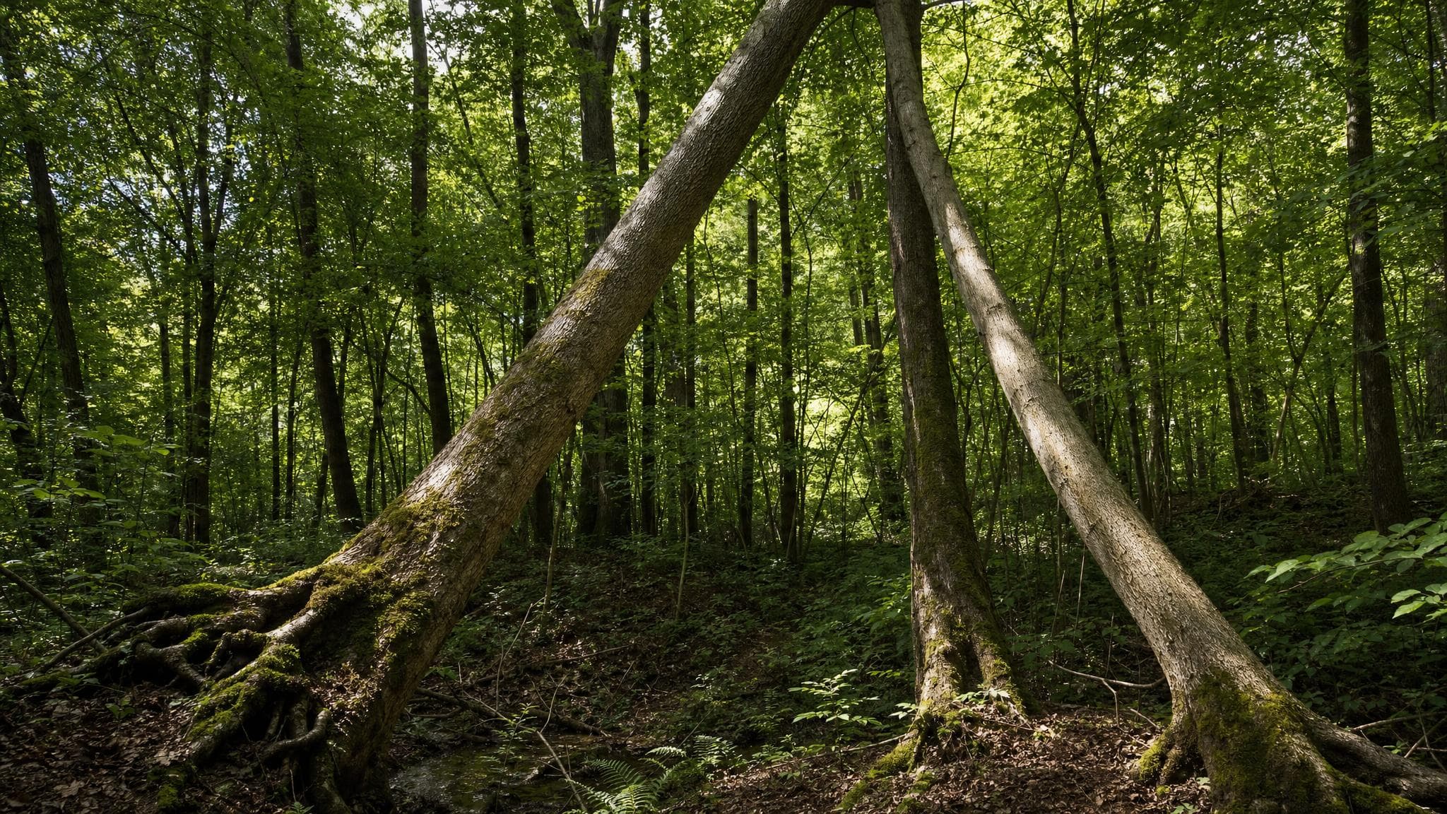 Two large trees leaning against neighboring trees in Ohio woodland, partially fallen but stable and integrated into the forest