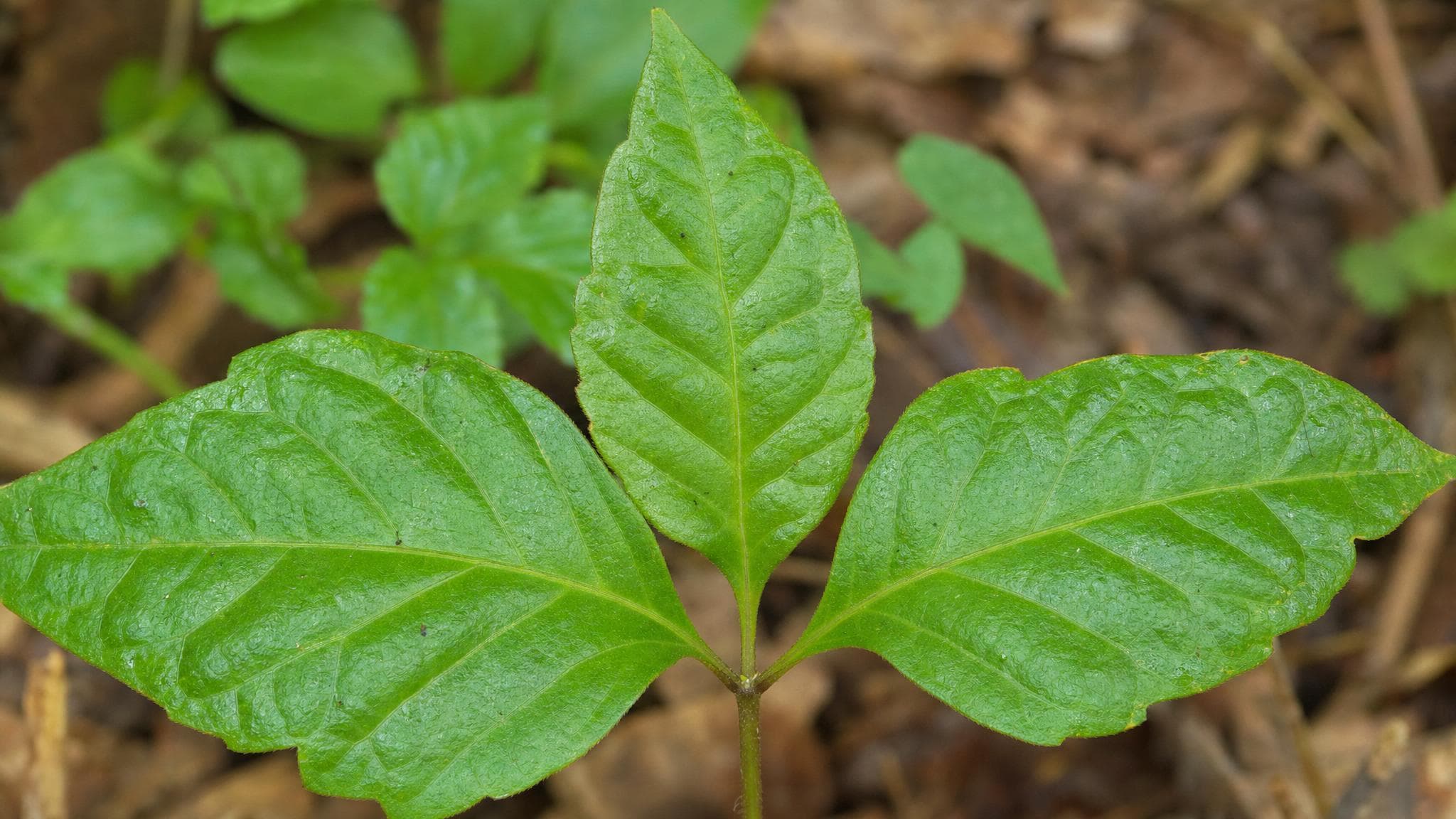 Poison ivy plant with characteristic three-leaflet clusters growing along a woodland trail