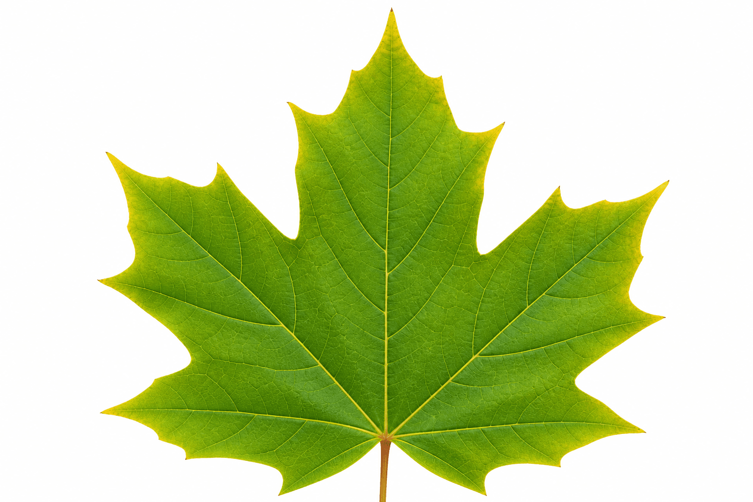 Sugar maple leaf used for broadleaf tree identification at Maple Wesley Woods in Ohio
