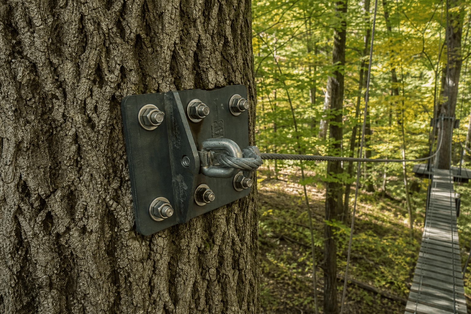 Tree attachment bolt and cable bridge hardware on a mature hardwood trunk
