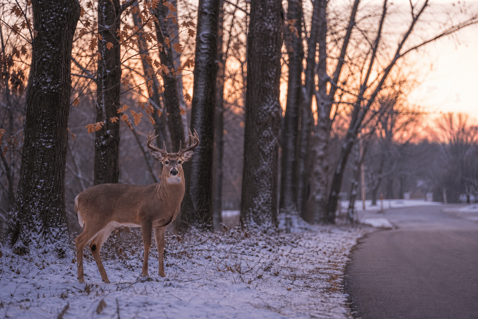 White-tailed deer at the edge of an Ohio woodland near a quiet residential street in winter light