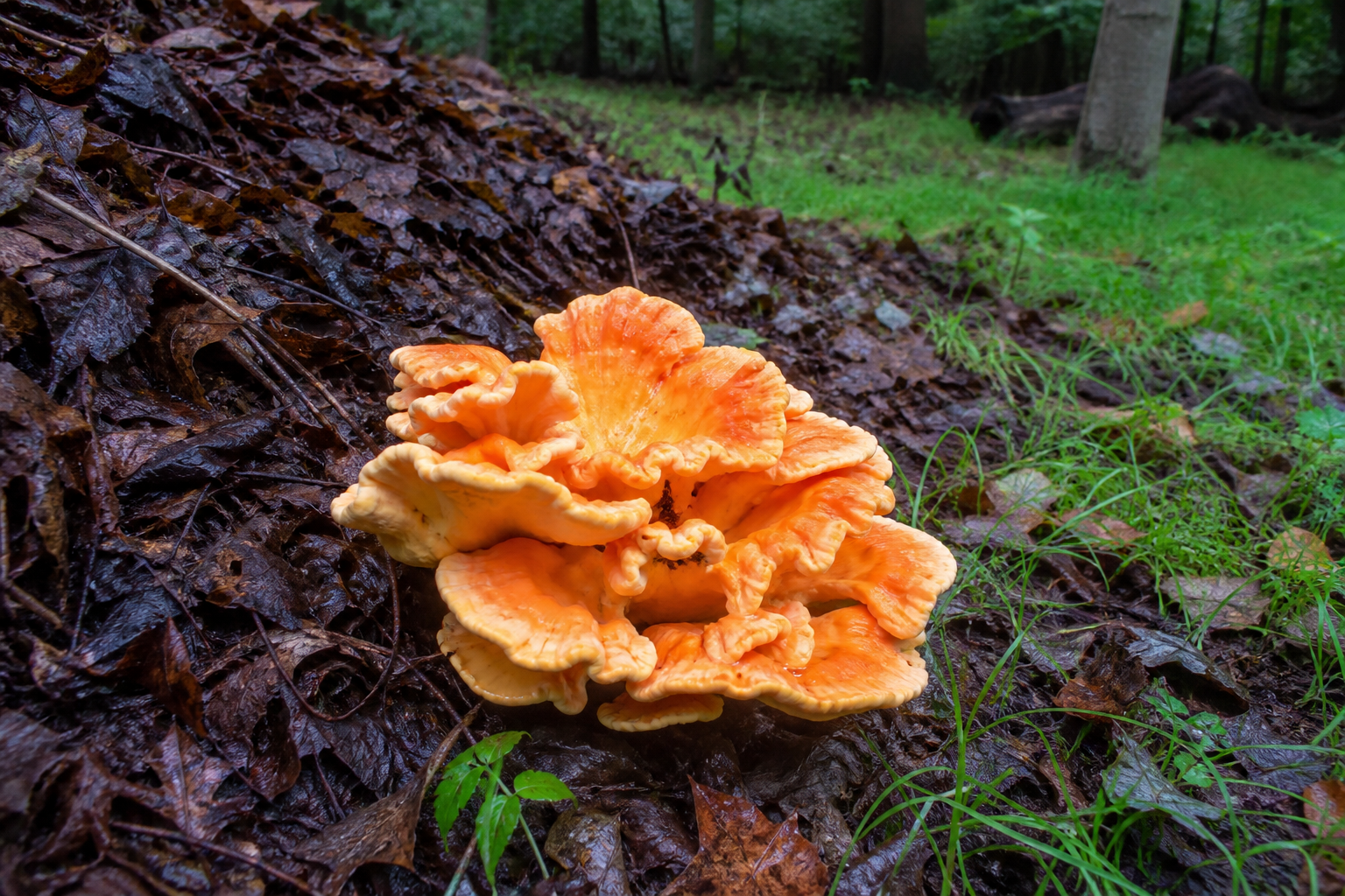 Fresh chicken of the woods emerging at raked maple leaf edge in Ohio woodland