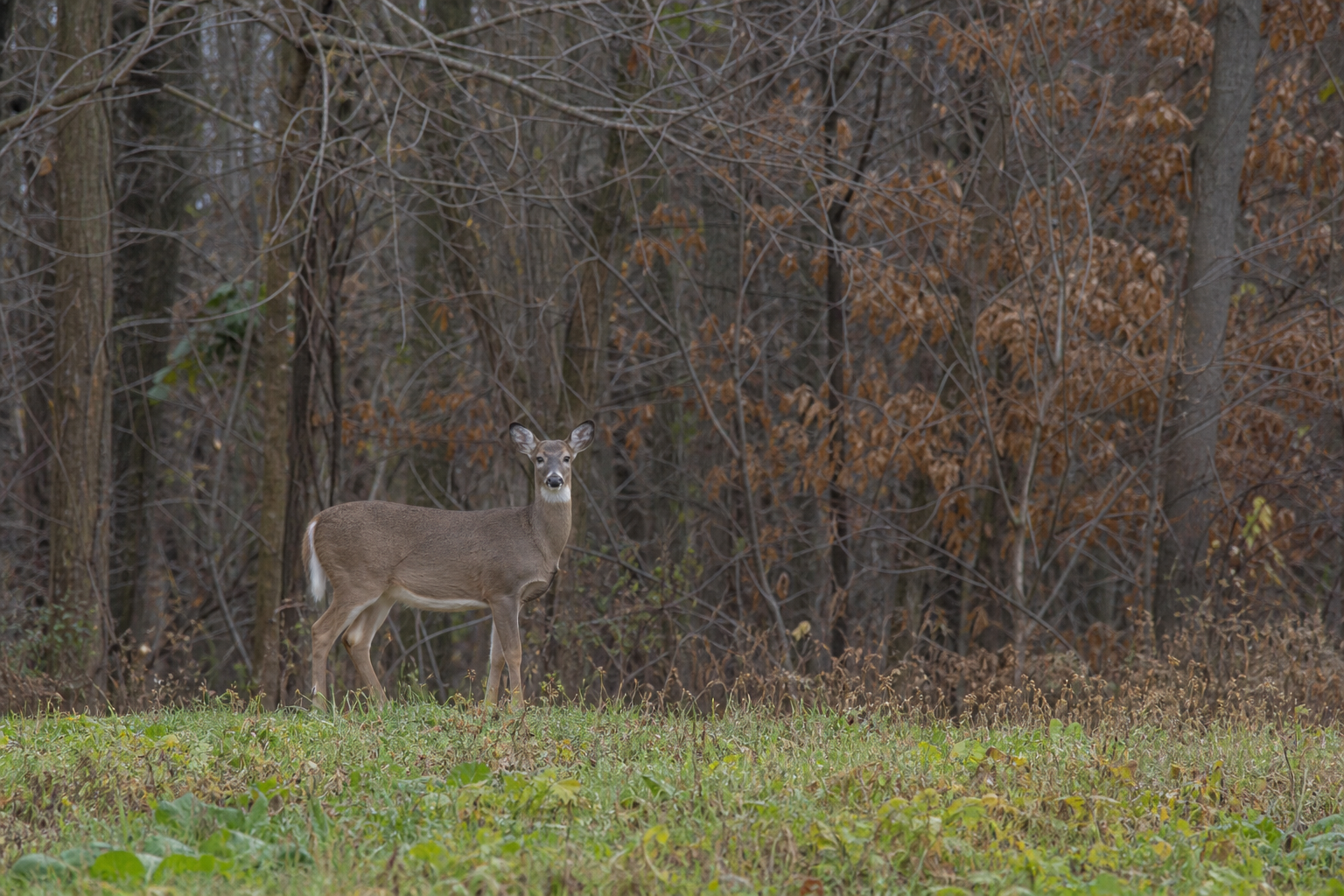 White-tailed deer standing at woodland edge watching a hiker from a distance