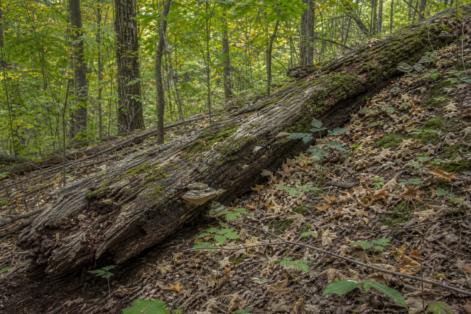 Fallen maple log on a woodland slope providing habitat and erosion control