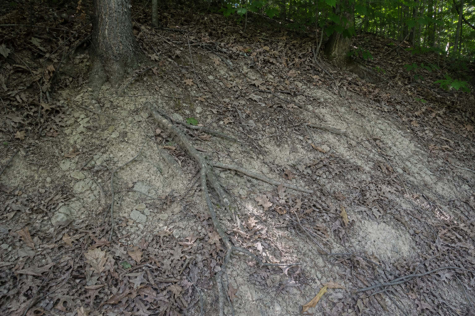 Dry leaf litter and exposed mineral soil on a wooded slope at Mill Hollow