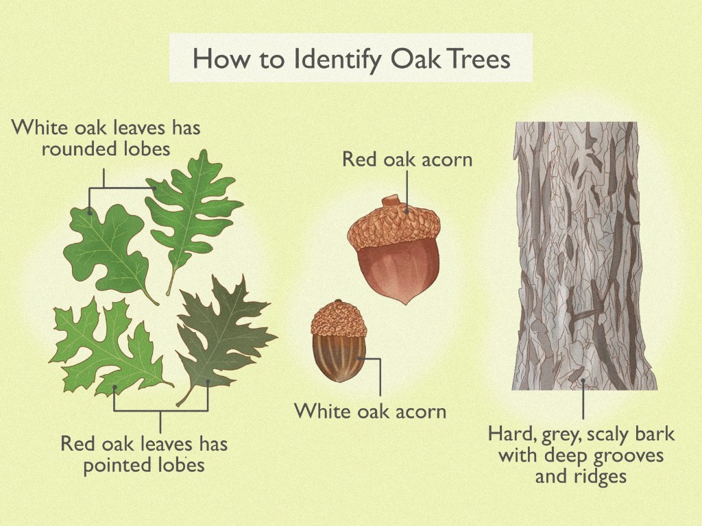 Oak tree identification guide showing white oak leaves with rounded lobes, red oak leaves with pointed lobes, acorn types, and grey scaly bark