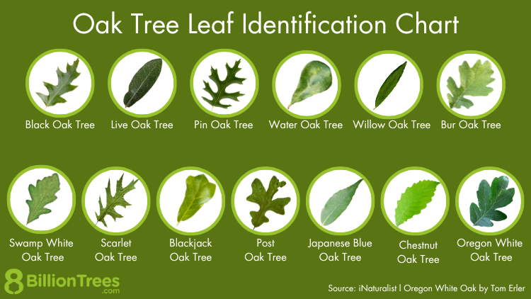 Oak tree leaf identification chart with thirteen common oak species including pin oak, bur oak, black oak, and swamp white oak