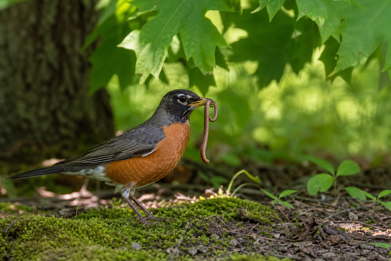 Robin with worm on mossy ground beneath maple canopy at Wesley Woods