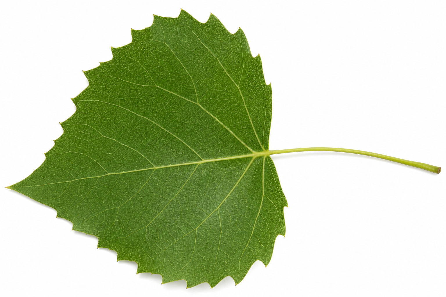 Poplar or cottonwood leaf with triangular shape for tree identification