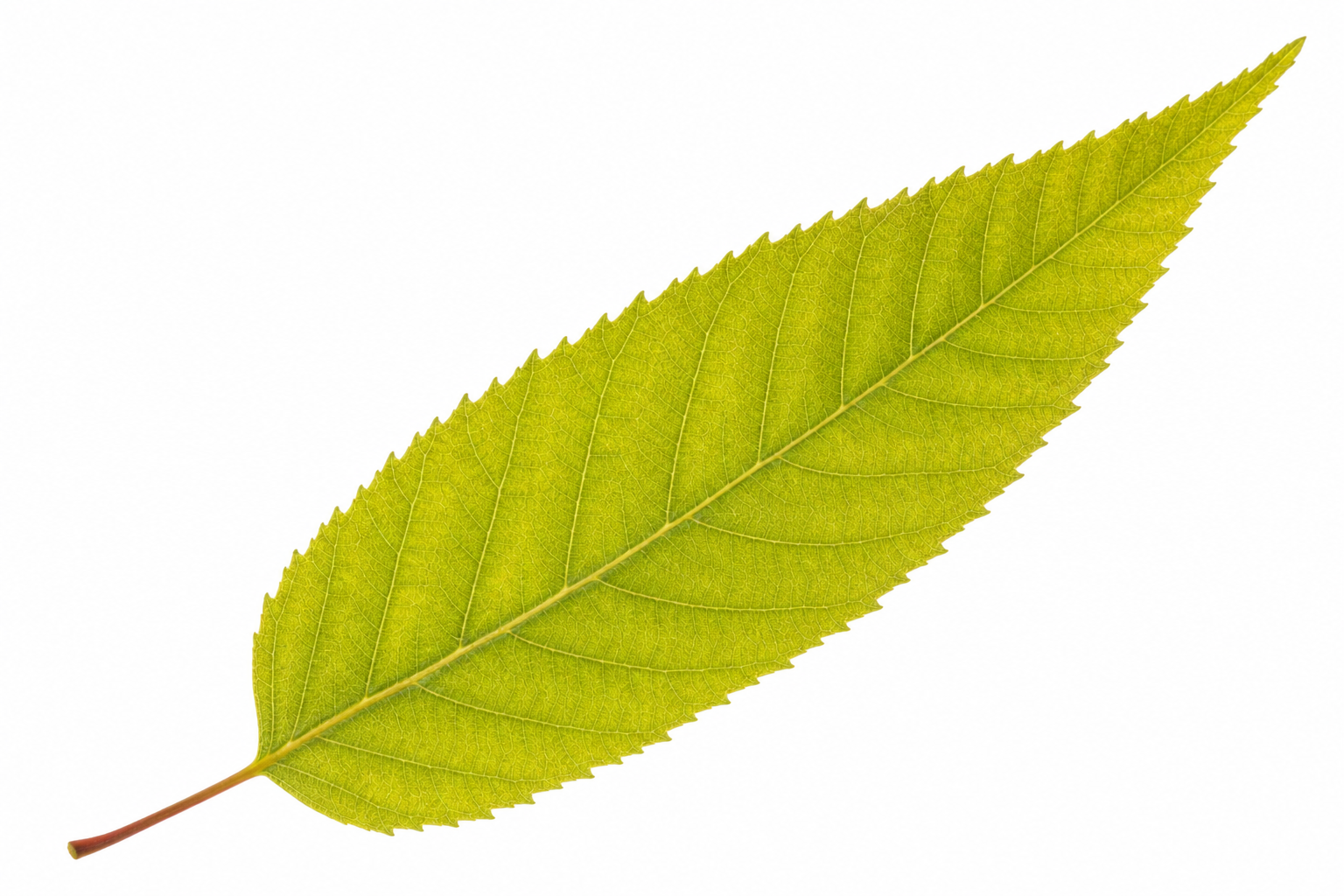 Long teardrop-shaped river birch leaf 7 to 9 inches for tree identification
