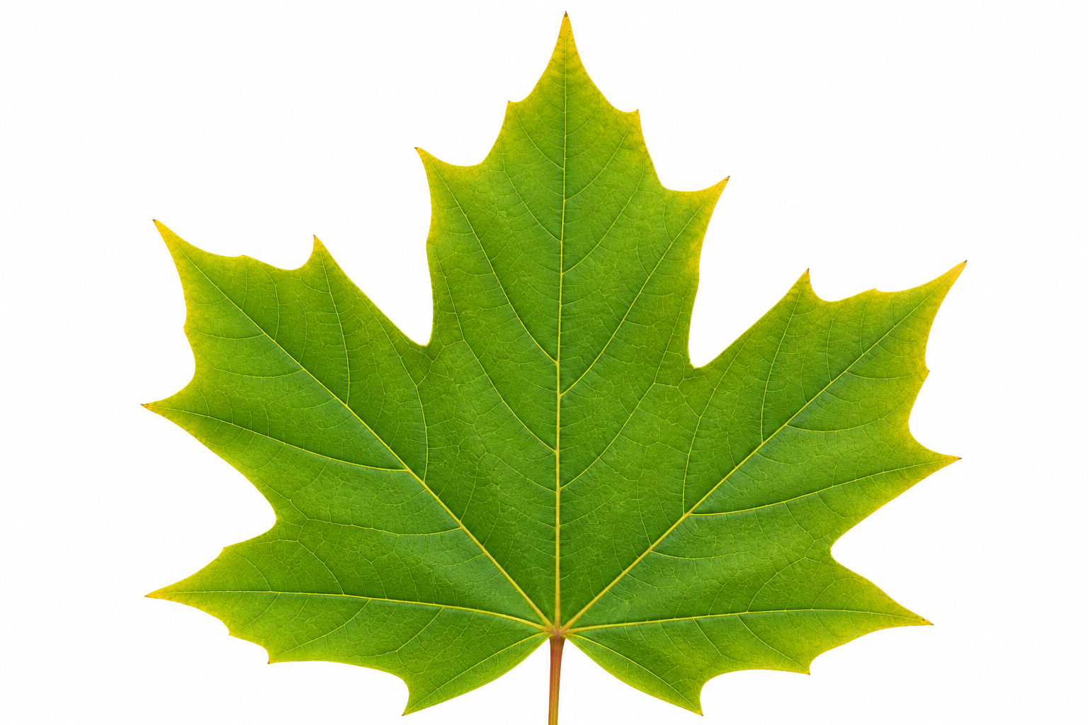 Sugar maple leaf with five pointed lobes for tree identification