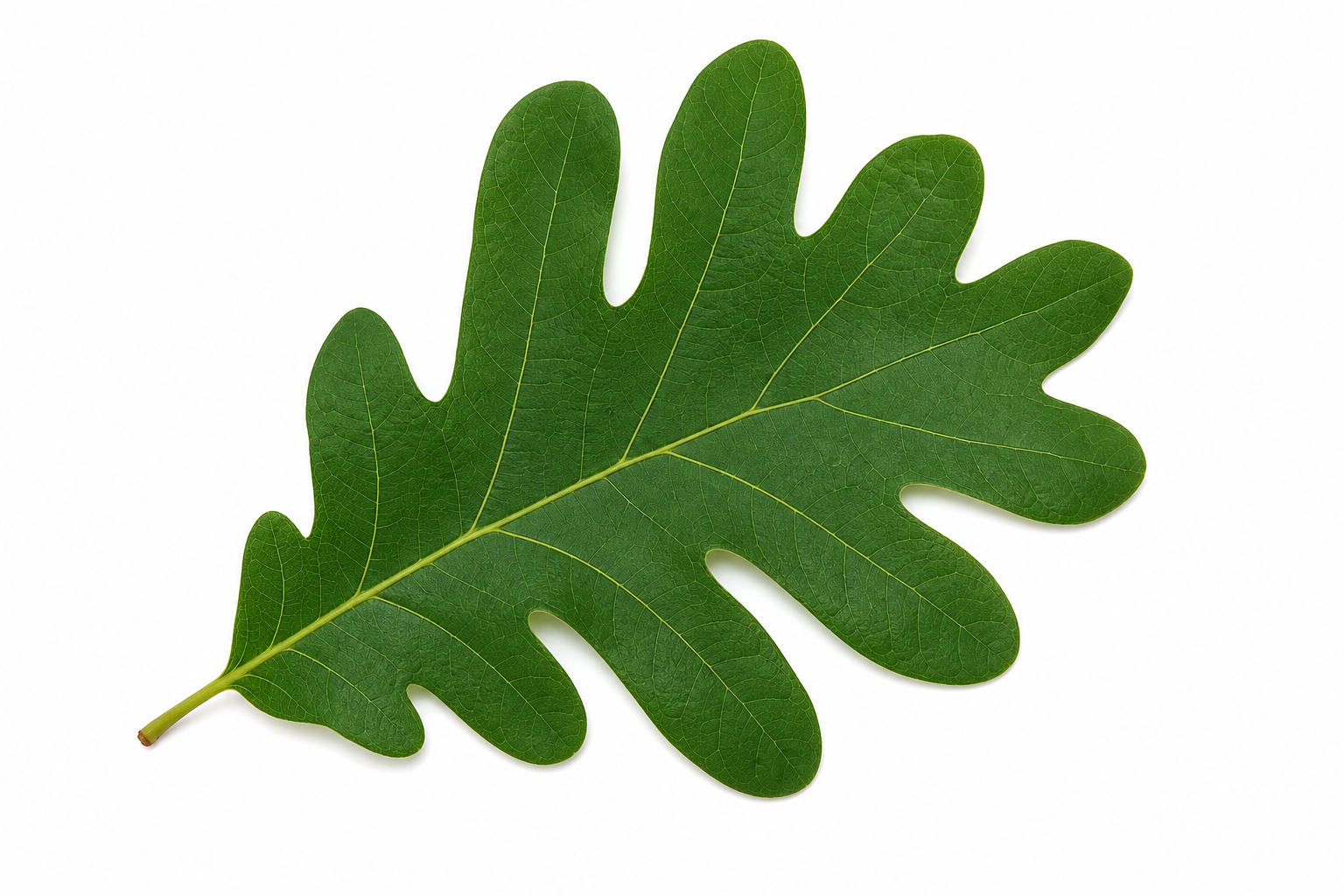 White oak leaf with rounded lobes for tree identification