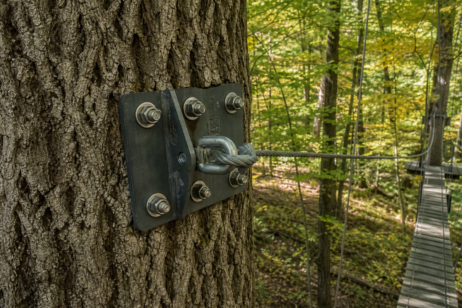 Treehouse attachment bolt TAB installed in a hardwood trunk with cable bridge span