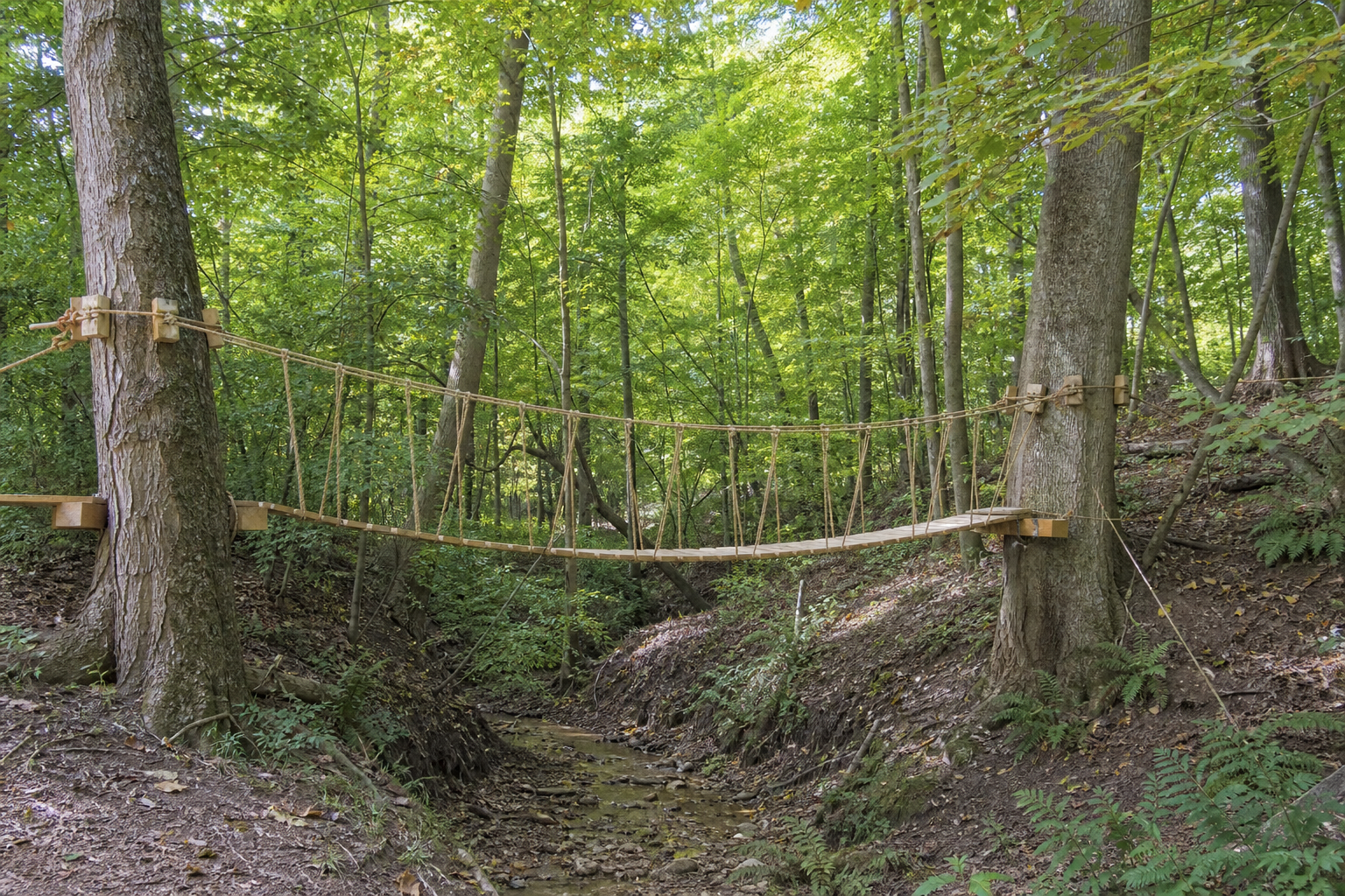 Simple two-point rope bridge between maples over a woodland ravine