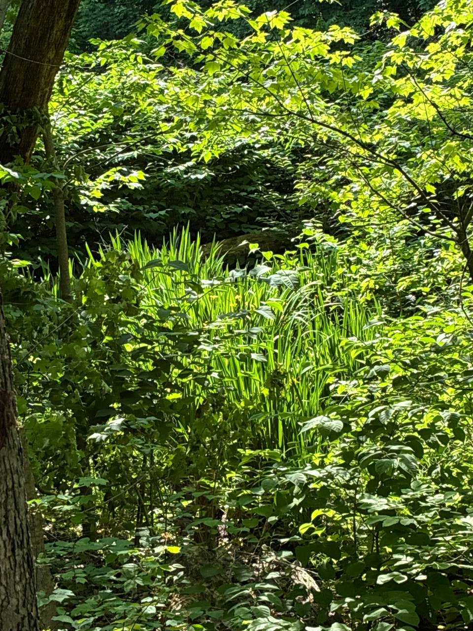 Natural water system at Wesley Woods — cattails and wetland vegetation at the valley floor